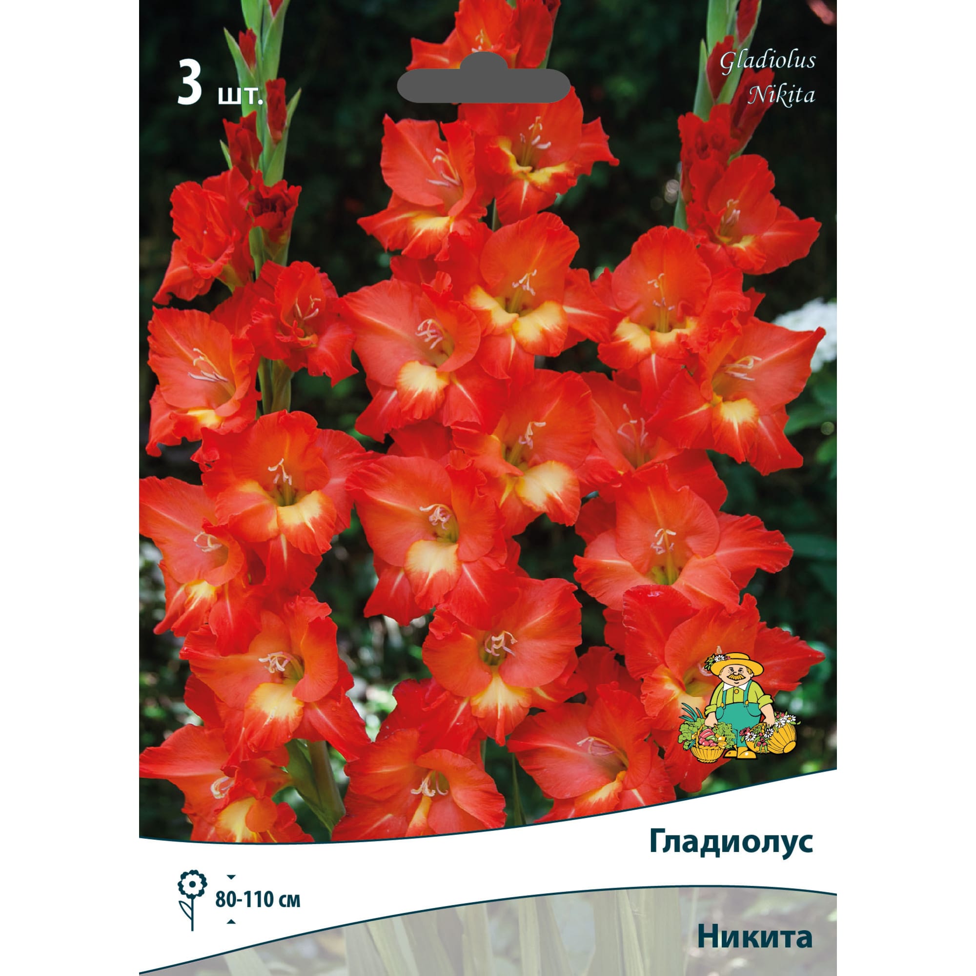 83596880 Гладиолус крупноцветковый Никита луковица 10/12 Santreyd 