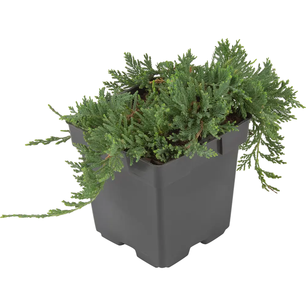 Можжевельник горизонтальный Вилтони ø15 h35 см 84834021 STLM-2006094 PLANTMARKET 