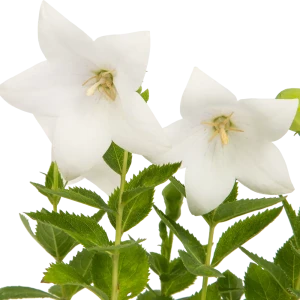Платикодон ø12 h25 см 83248230 STLM-2108104