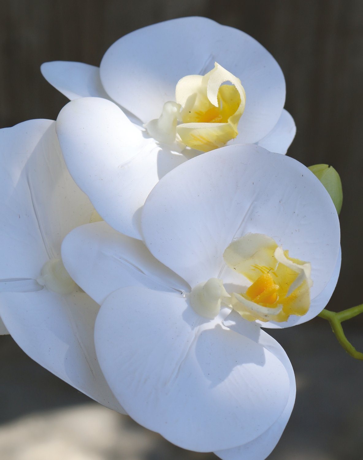 2843 778 a3 Пластиковая орхидея Phalaenopsis, 64 см, real touch soft, бежево-белая H-andreas  - Вид №2