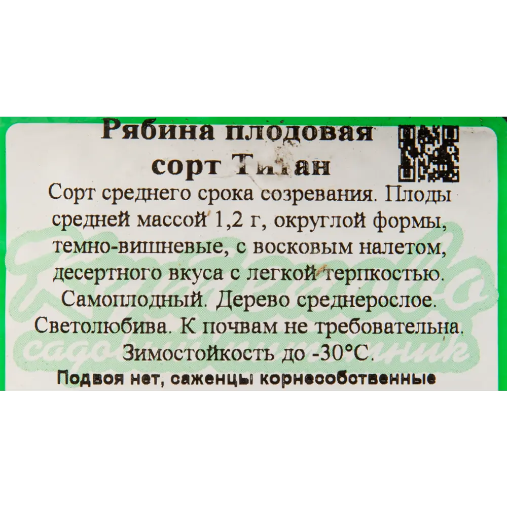 Рябина плодовая С3 «Титан» h100 81954938 STLM-2001894 Santreyd  - Вид №2