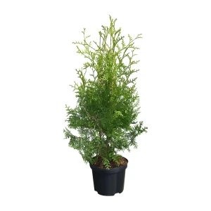 Туя западная «Брабант» 9x15 см 82625387 STLM-2021594