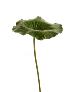 30.11170024GR Лист Лотоса большой Цветочная коллекция