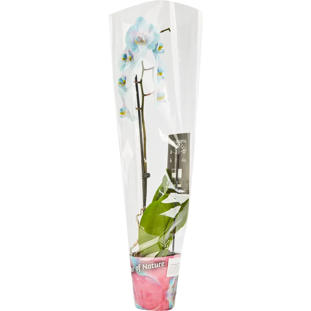 Santreyd Орхидея Фаленопсис - изящная бабочка в вашем интерьере 85324975 STLM-0061536 - Вид №3