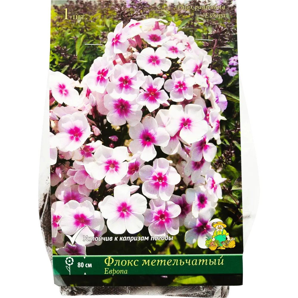 Флокс метельчатый Европа от Santreyd - белый с розовой сердцевиной 82118752 STLM-0956465