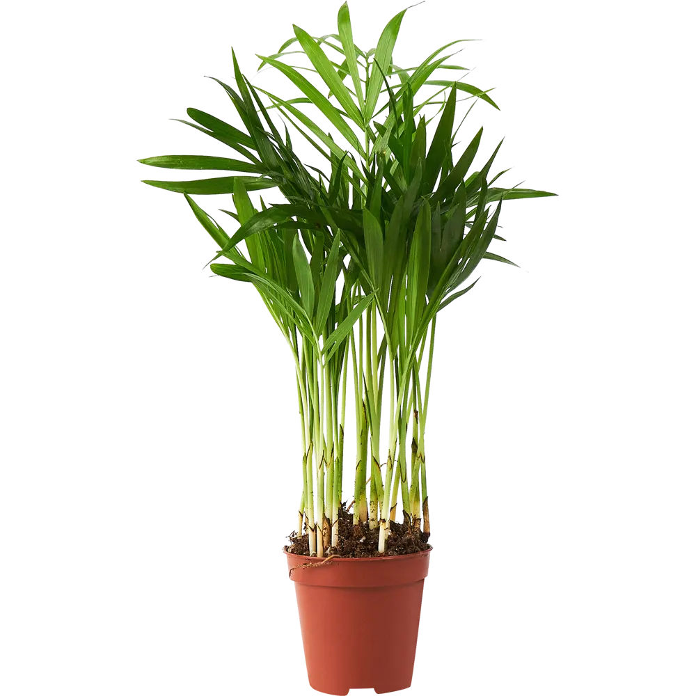 Santreyd Хамедорея Элеганс — изящная комнатная пальма 85324850 STLM-0061463