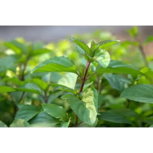 Мята лавандовая h15 см