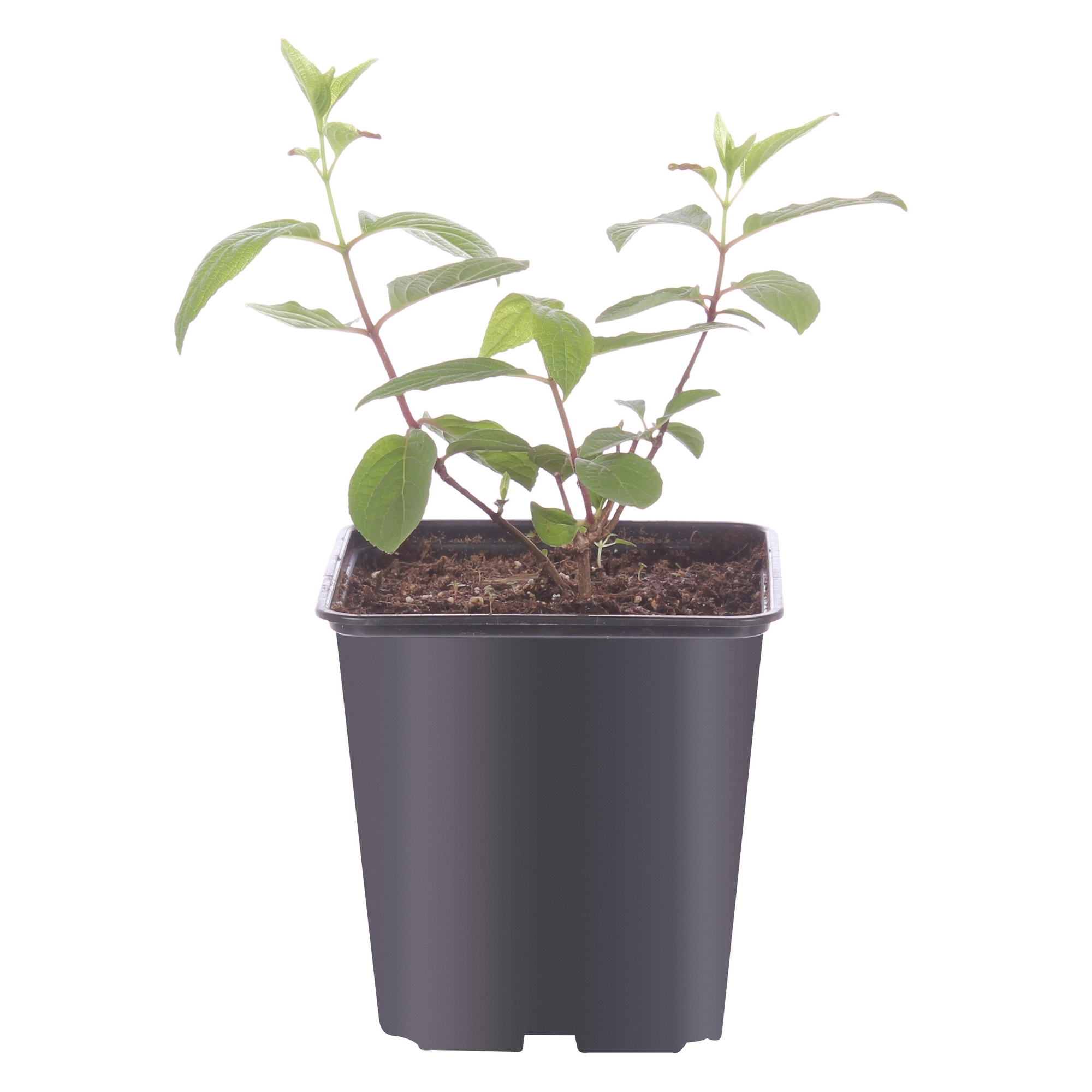 Саженец гортензии Ваниль Фрайз от Santreyd с уникальным градиентом соцветий 18016107 STLM-0009250