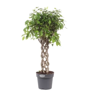 Фикус Экзотика цилиндр 24x100 см 18475426 STLM-2027132
