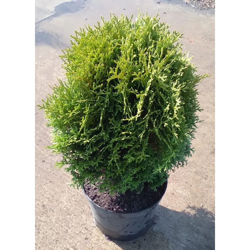 Туя западная Литл Джайнт ø19 см h40-60 см 85088201 STLM-2146731 Santreyd 