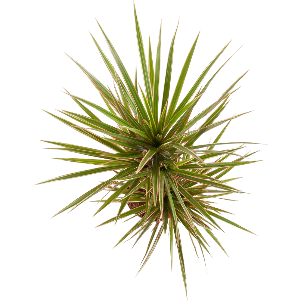 Santreyd Драцена маргината — элегантное комнатное растение с воздухоочищающими свойствами 82578922 STLM-0030480 - Вид №1