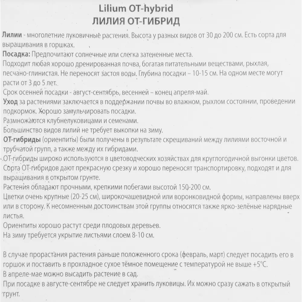 Лилия от-гибрид Холланд Бьюти ПОИСК STLM-2022761 - Вид №2