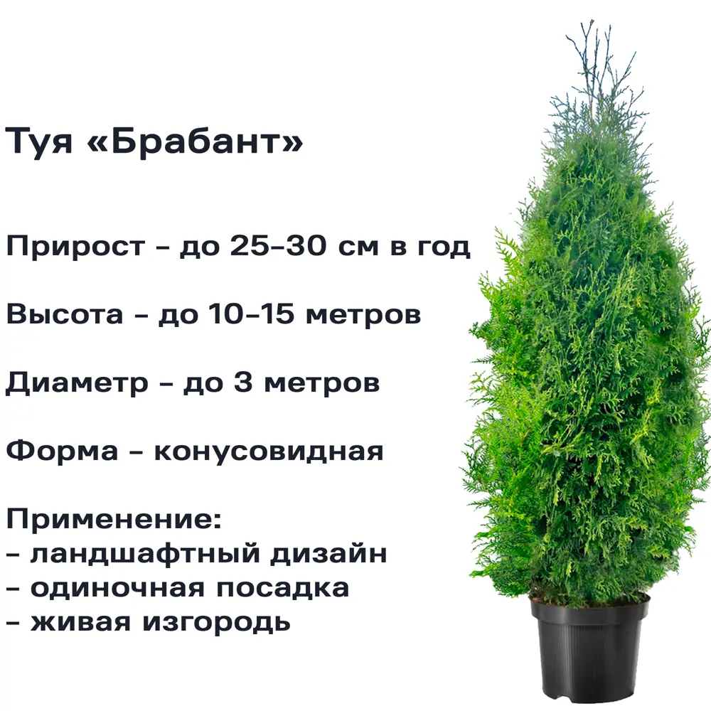 Туя западная Брабант ø17 h40-60 см 84173507 STLM-2210630 Santreyd  - Вид №1