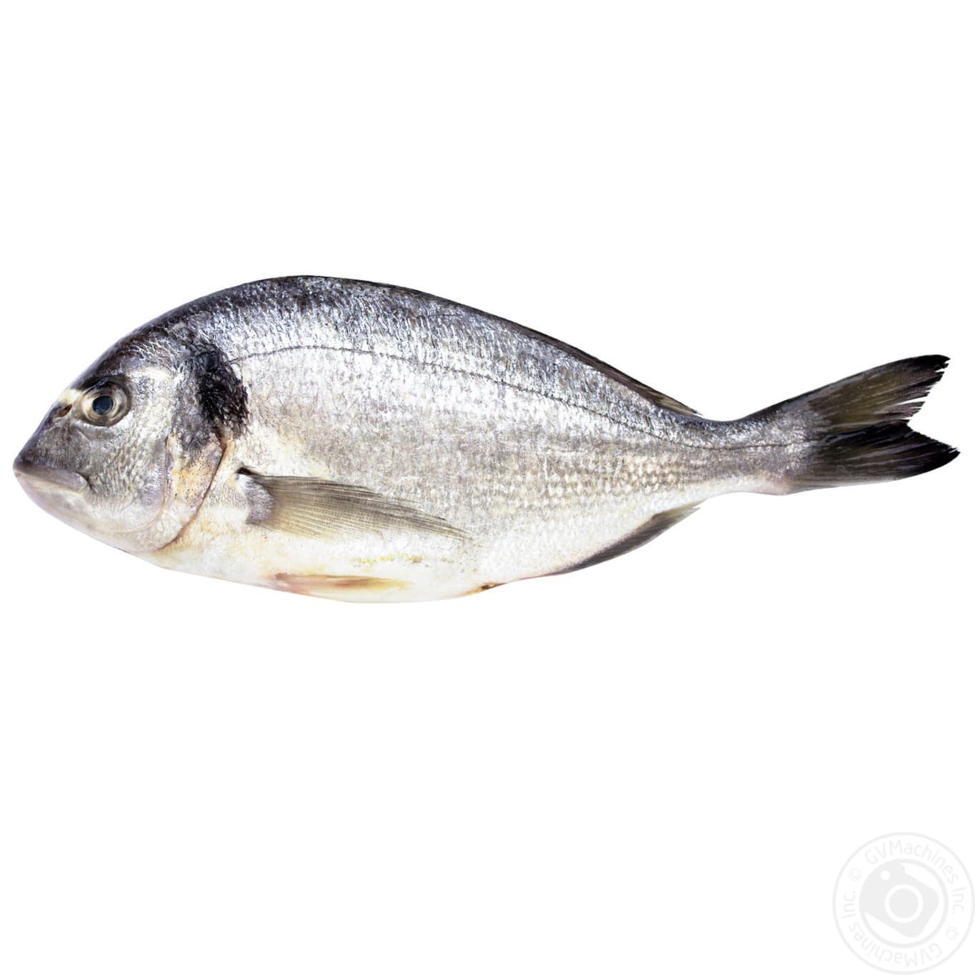 Дорадо охлажденный ~600 г Santreyd 11776