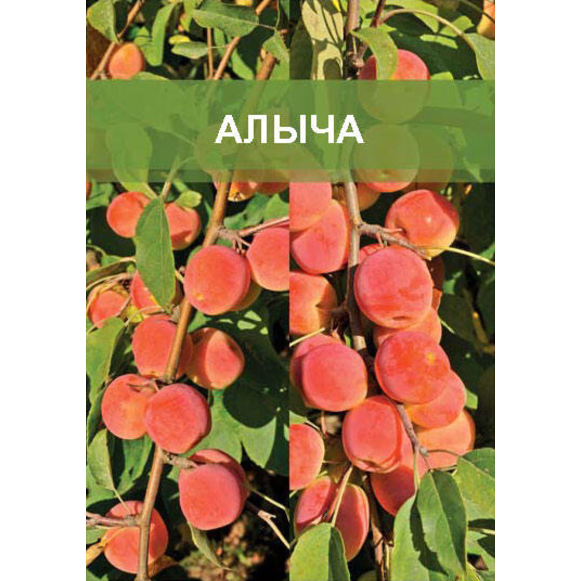 85670471 Слива двухъярусное дерево 2 сорта ø20 h180 см Santreyd 