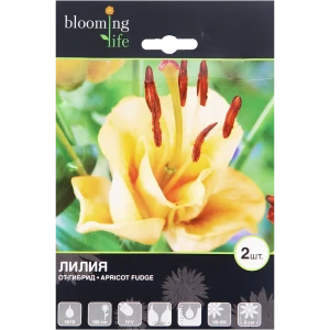Лилия ОТ-гибрид Эприкот Фьюдж луковица 16/18 2 шт 82120087 STLM-2001544
