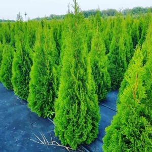 Santreyd Туя Смарагд — Изумрудное украшение вашего сада 89363744