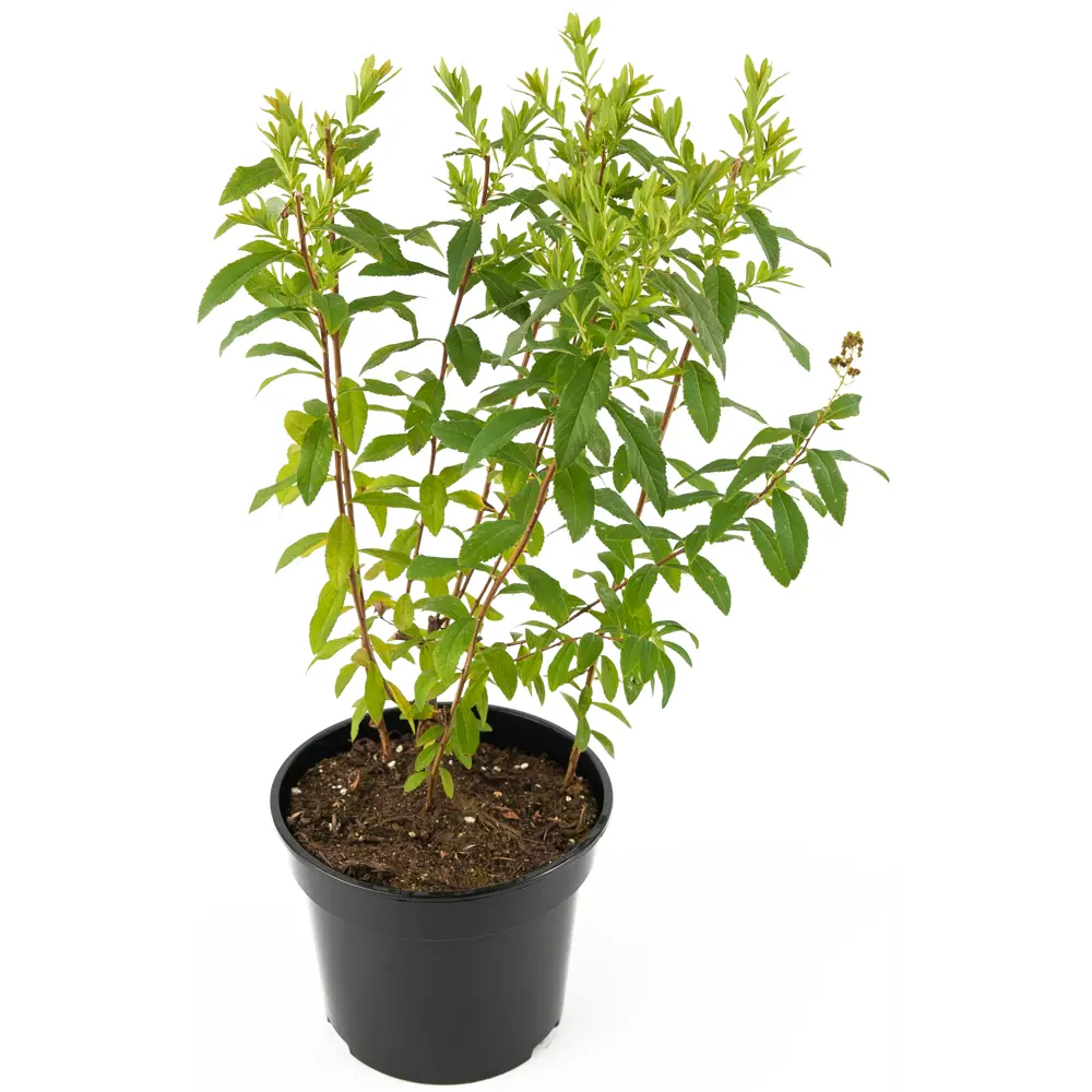 Спирея иволистная Alba от Santreyd — элегантный цветущий кустарник для сада 85292559 STLM-0965465 - Вид №2