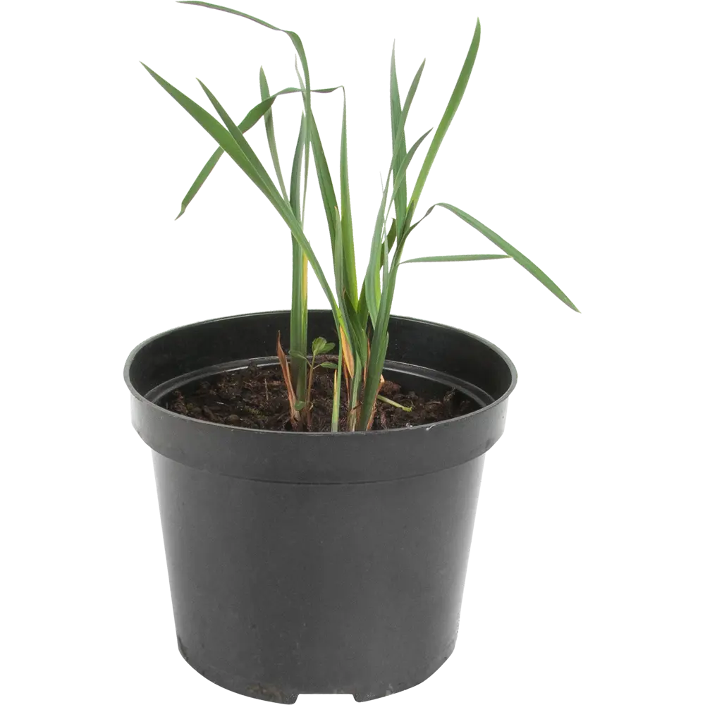 Ирис сибирский «Империал Опал» 15x75 см PLANTMARKET STLM-2119828