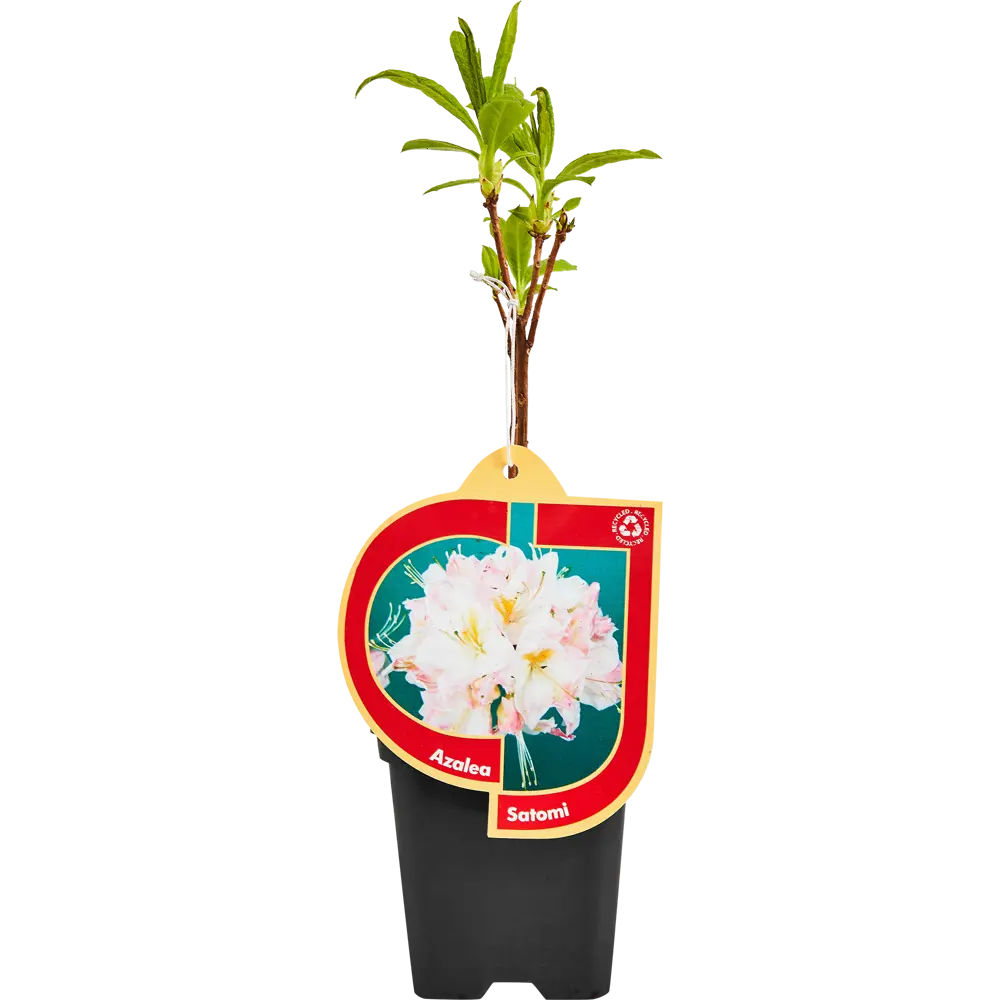 Santreyd Азалия микс - цветущее украшение интерьера 89363686 STLM-0953401