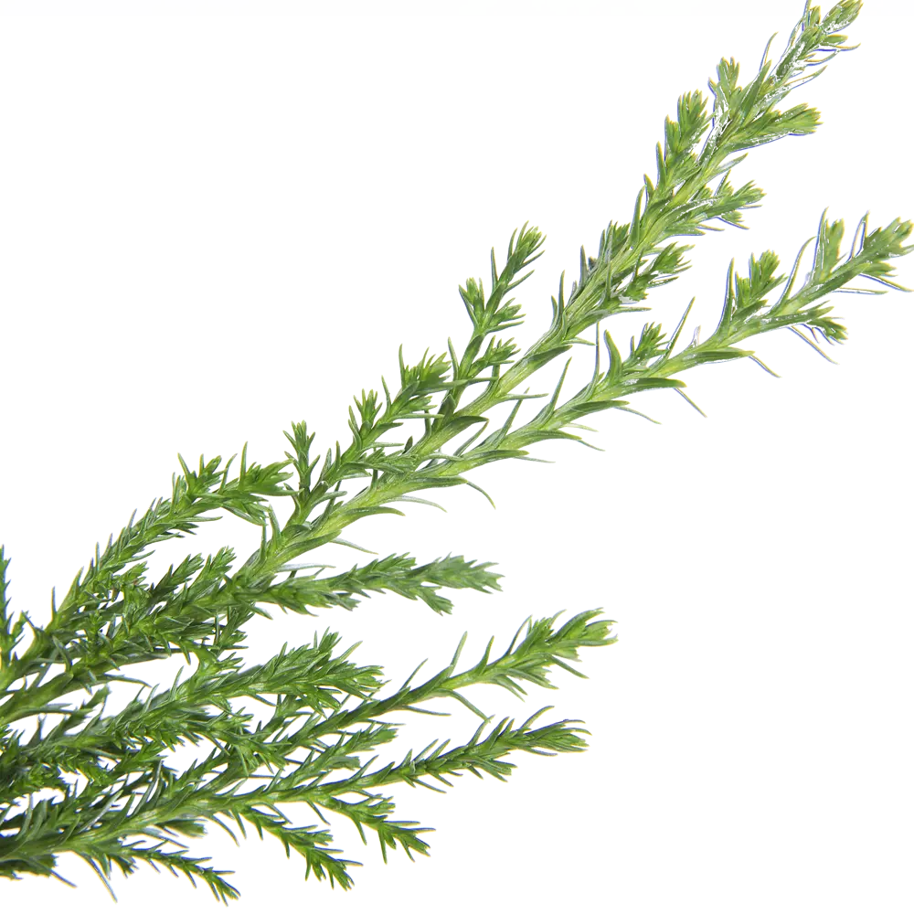 Кипарисовик Элвуди ø9 h32 см Santreyd STLM-2023805 - Вид №4