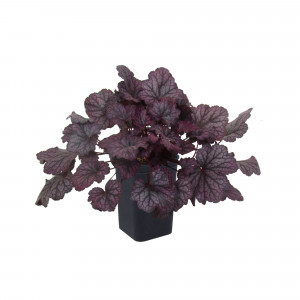 82237710 Гейхера гибридная «Шанхай» С1 15 см