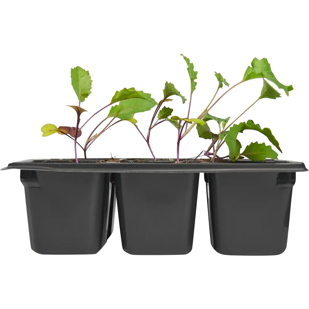 Капуста кольраби в кассете 6 шт Поиск Santreyd STLM-2097876 - Вид №1