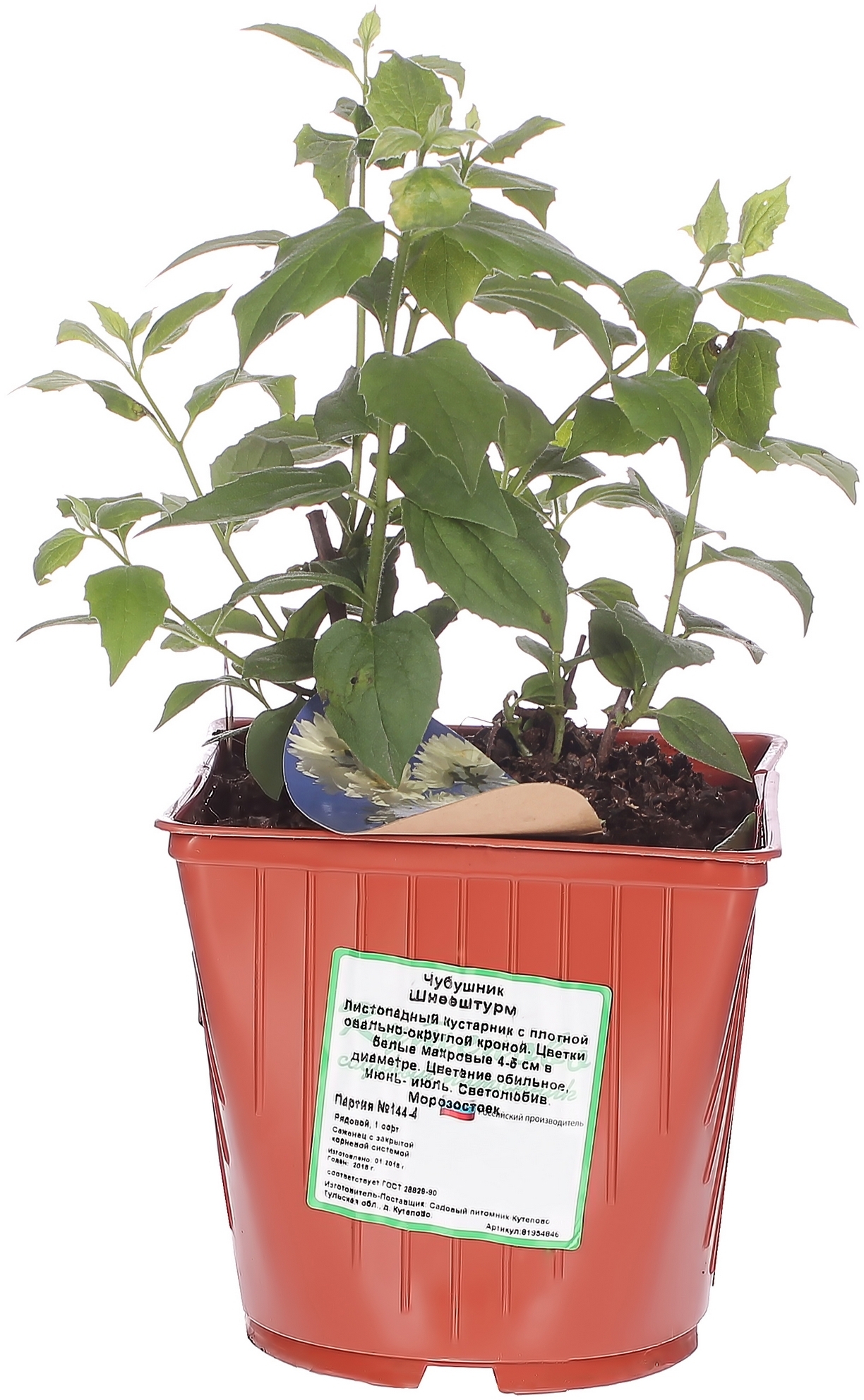 Садовый жасмин Шнеештурм Santreyd - махровый белоснежный кустарник 81954846