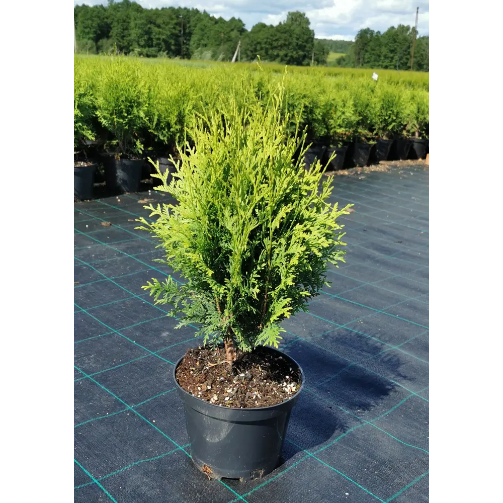 Туя западная Глобоза ø40 h40 - 60 см 89465375 STLM-2017206 PLANTMARKET  - Вид №1