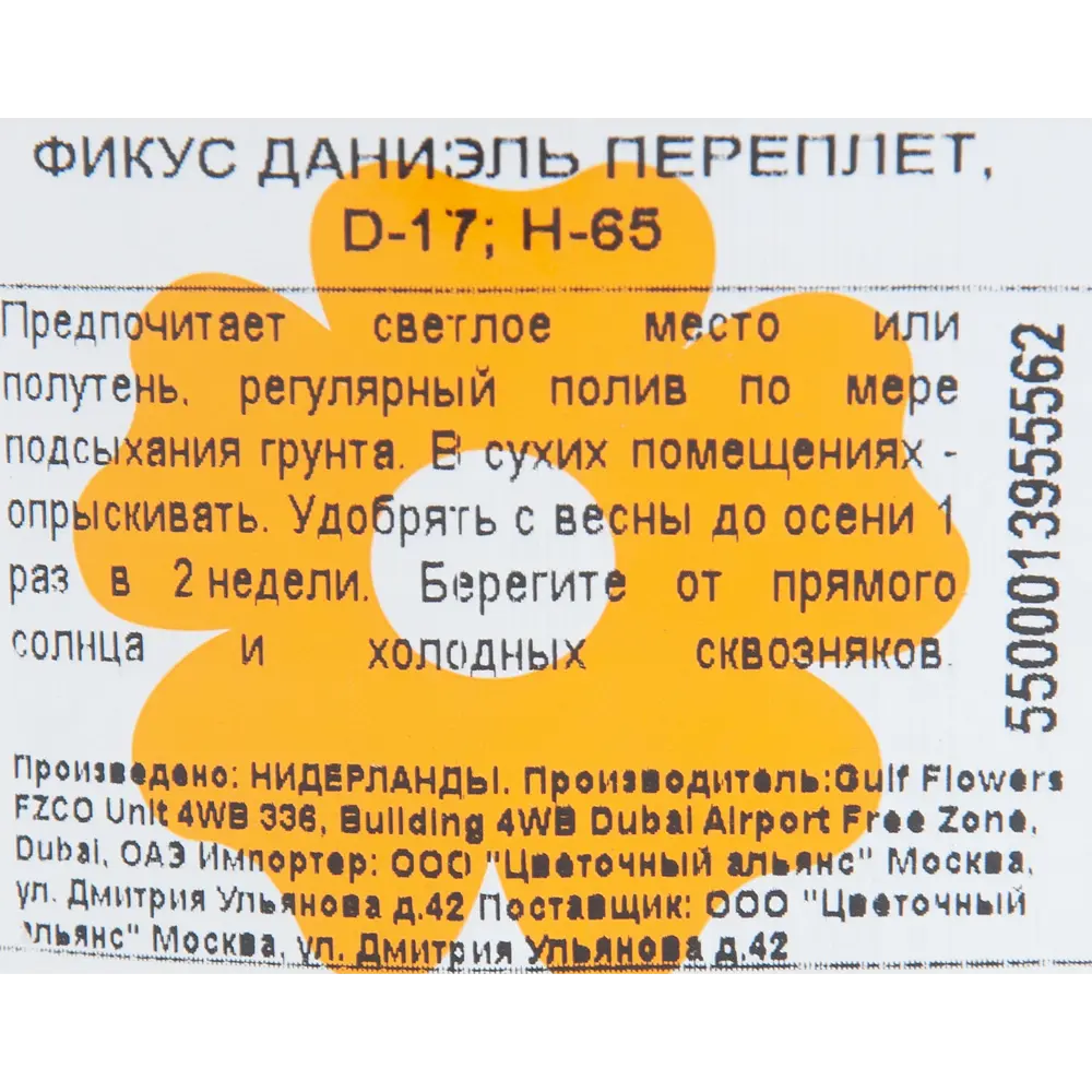 Фикус "Даниэль переплет" 17x65 см 82850353 STLM-2098740 Santreyd  - Вид №2