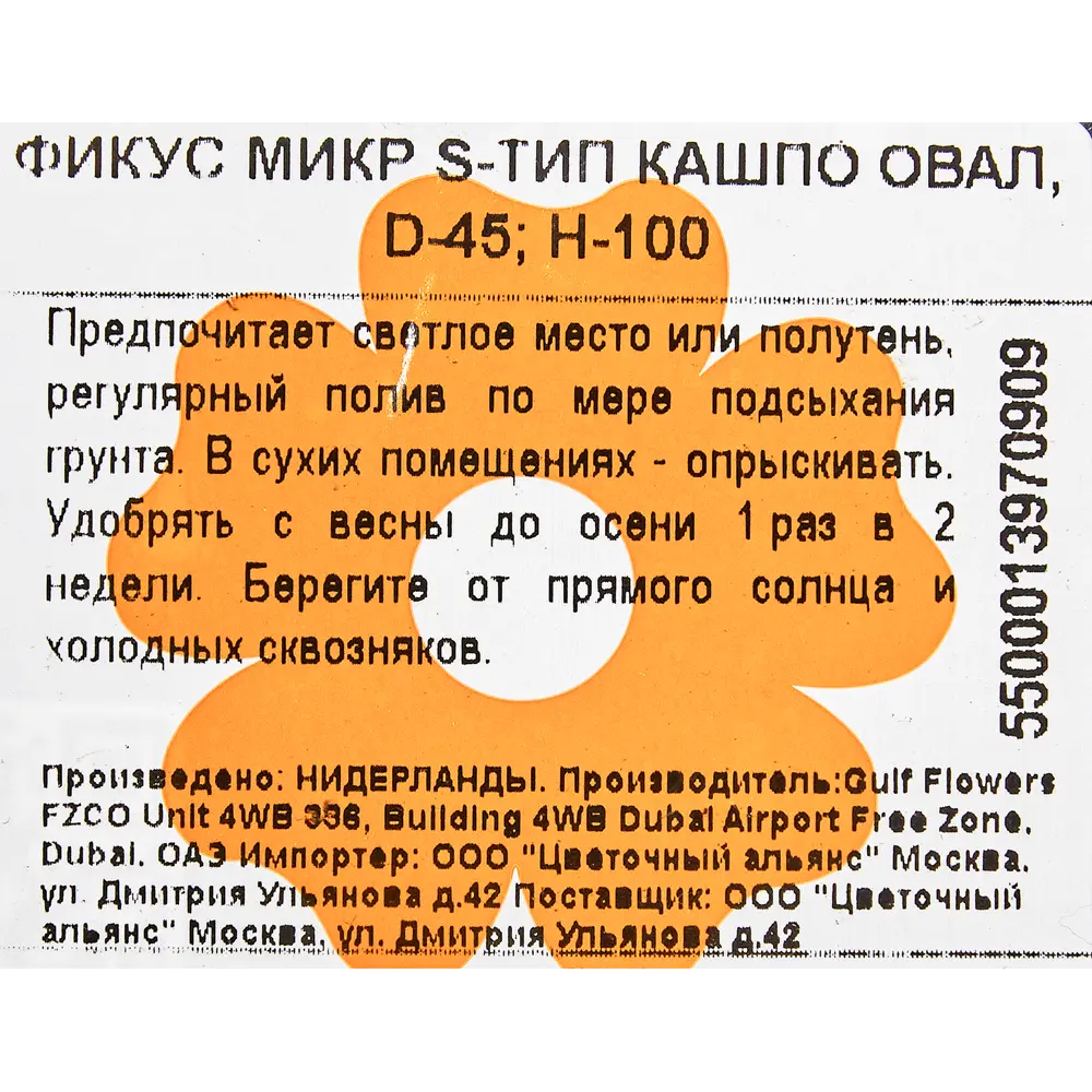 Фикус "S-type" в кашпо 45x100 см 82849688 STLM-2190698 Santreyd  - Вид №2