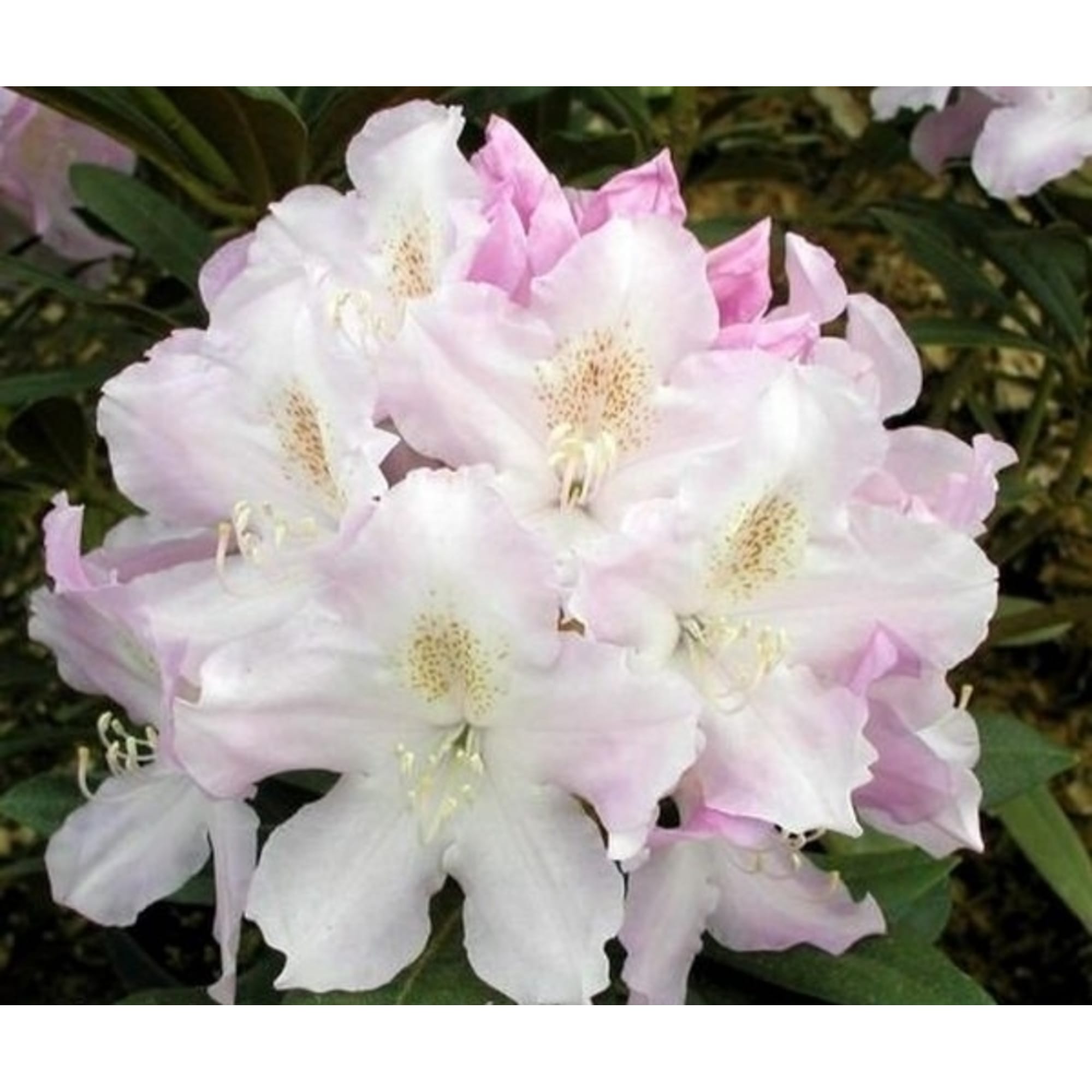 82176137 Рододендрон якушиманский «Хоппи» P9 Santreyd  - Вид №2