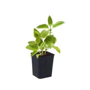 Мелиса микс ø9 h20 Кутепово 82237764 STLM-2178577