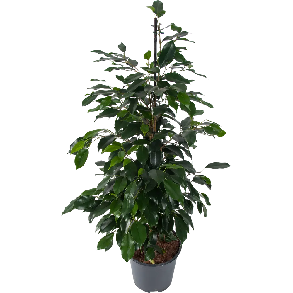 Фикус бенджамина Даниэль 21x100 см 82565144 STLM-2159189 Santreyd 