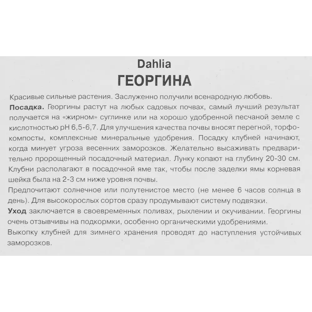 Георгина помпонная Сноуфлейк 86409992 STLM-2024120 ПОИСК  - Вид №2