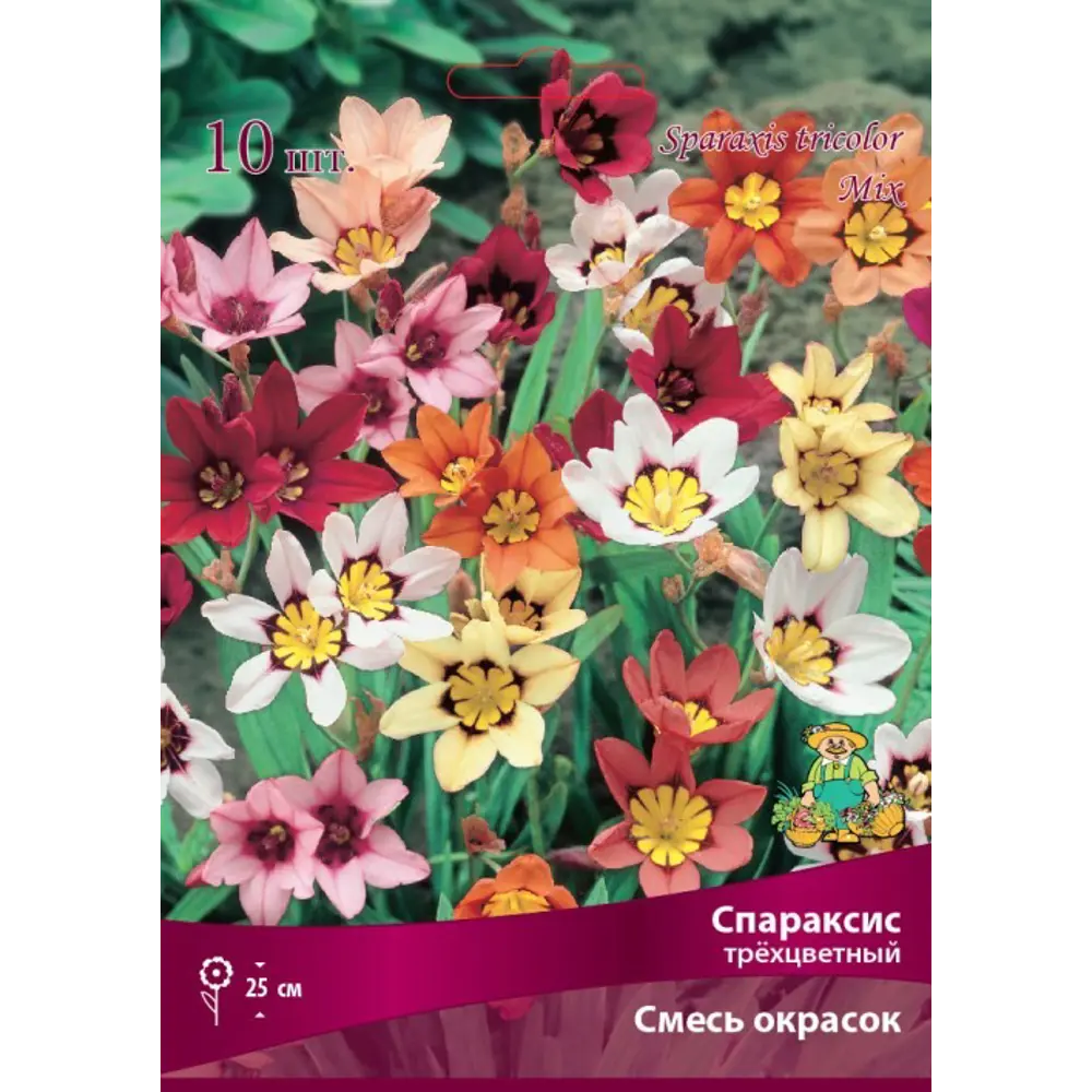 Спараксис трёхцветный Бордо микс луковица 5 83598119 STLM-2134769 ПОИСК 