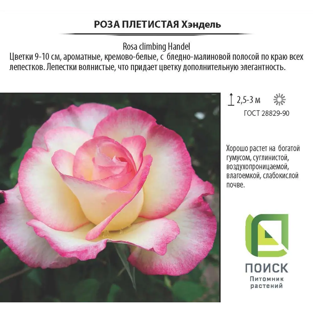 Роза плетистая «Хэндель», 3.5 л 18474888 STLM-2104680 Santreyd  - Вид №2