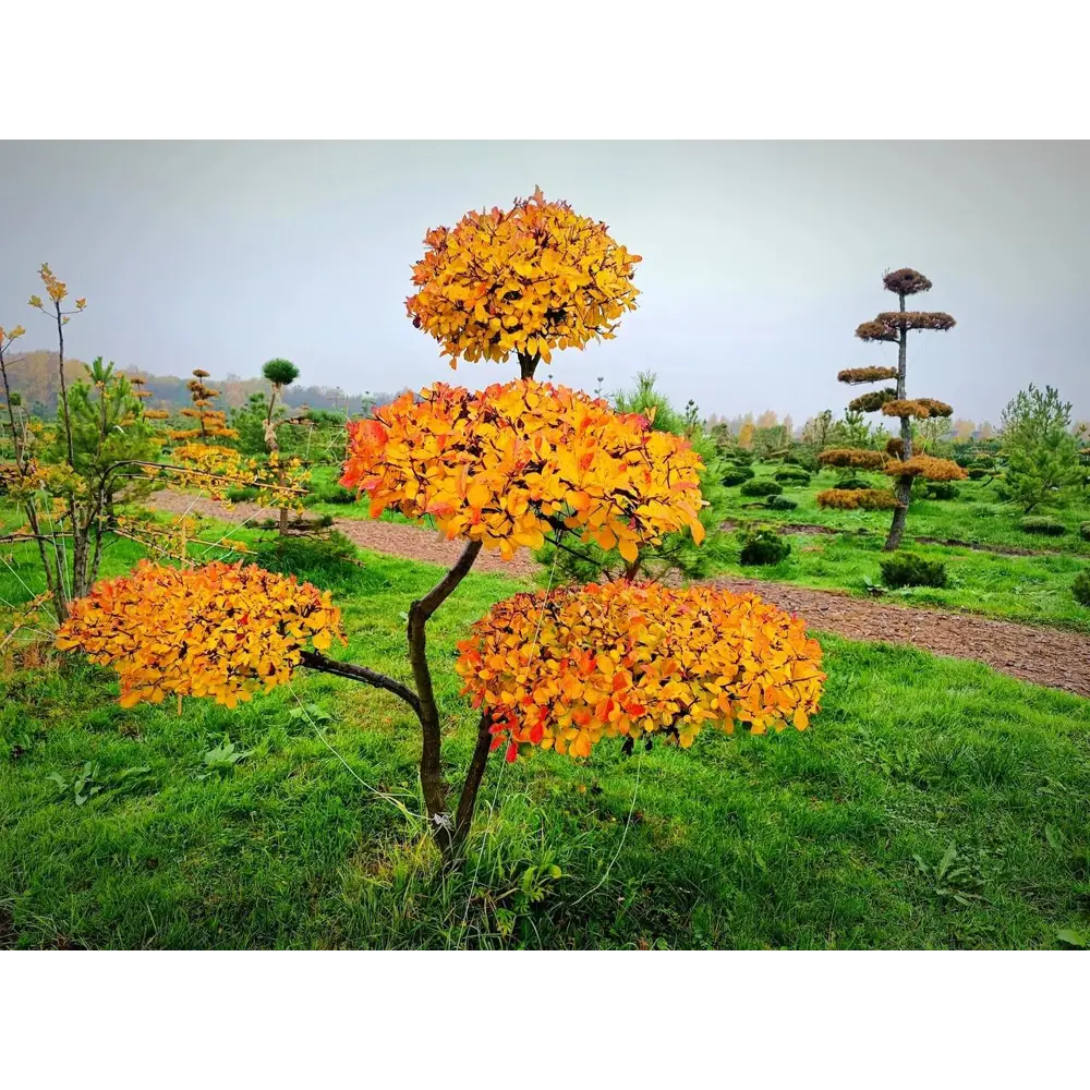 Боярышник Слива Ниваки ø175 - 200 h175 - 200 см Santreyd STLM-2149065 - Вид №1