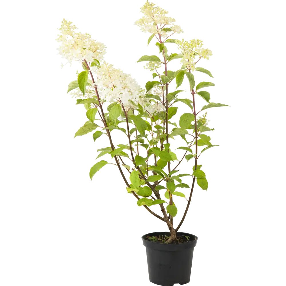 Гортензия метельчатая «Фантом» C3 40-60 см 82356727 STLM-2021969 PLANTMARKET 