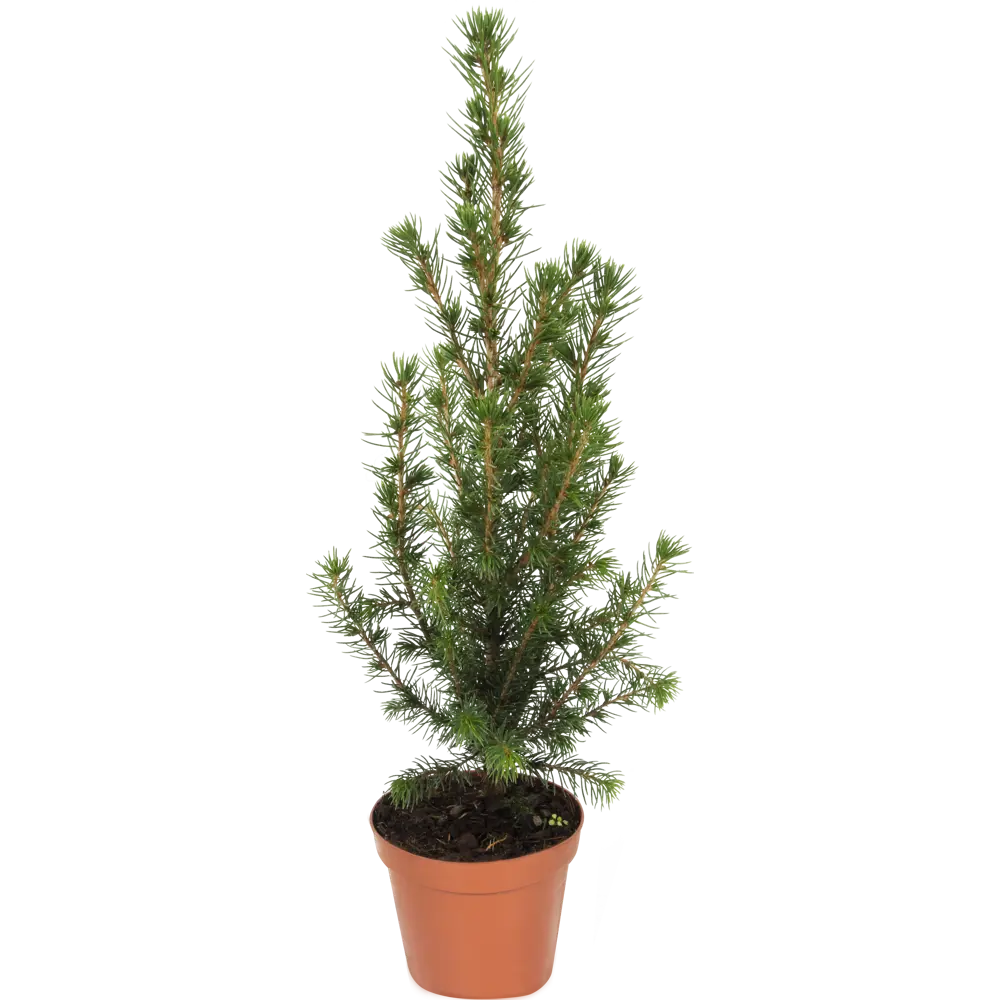 Ель Коника ø9 h35 см Santreyd STLM-2202902 - Вид №1