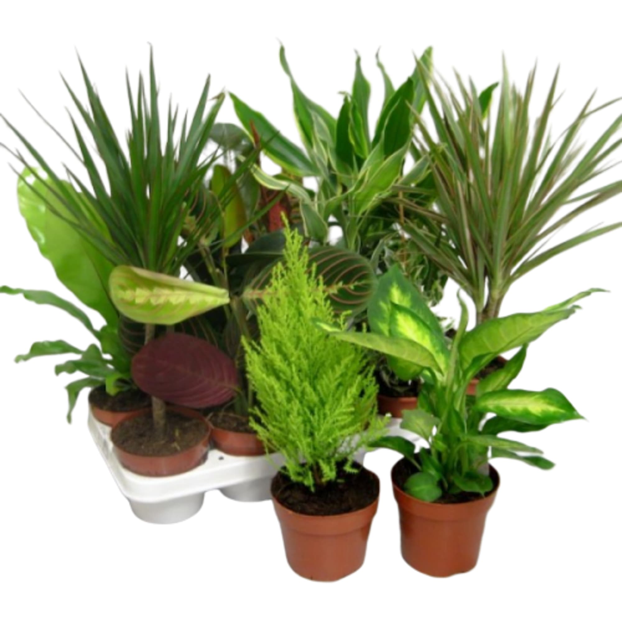 18785969 Плант микс 12х40 см Santreyd  - Вид №4