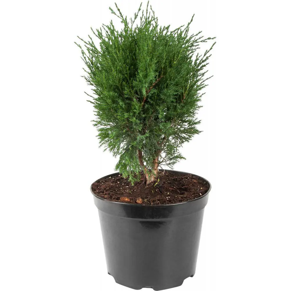 Можжевельник средний Минт Джулеп ø22 h40 - 50 см 87691126 STLM-2128336 PLANTMARKET 