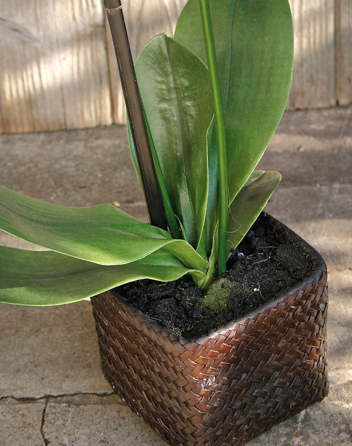 2506 299 a3 Искусственная орхидея Phalaenopsis, 2-х кратная, горшечная, 80 см, real touch, антично-темно-фиолетовый H-andreas  - Вид №3