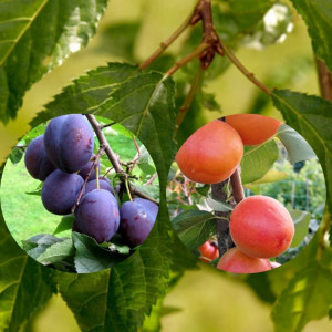 85325510 Дерево-сад Слива микс ø30 h120 см