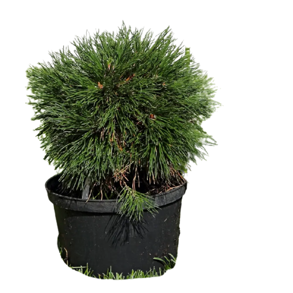 Сосна горная Варелла ø15 h30 см 84834213 STLM-2008378 PLANTMARKET 