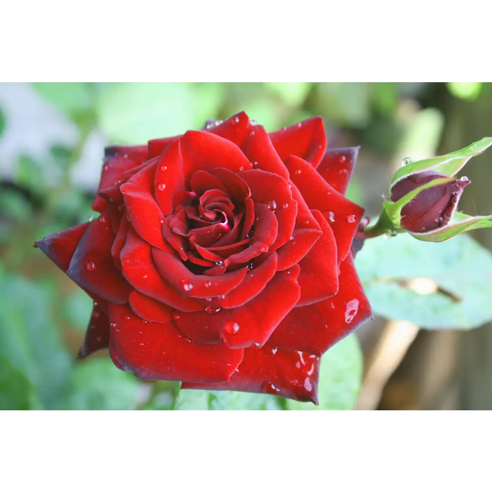 Роза Флорибунда Николо Паганини ø19 h55 см 84827509 STLM-2073460 PLANTMARKET  - Вид №3