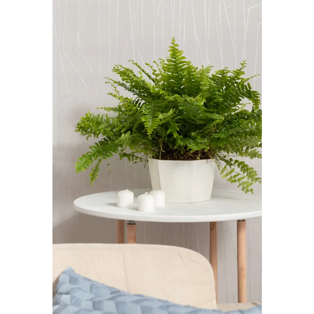 Кашпо Эджес ø18 h11 см v1.5 л керамика белый Santreyd STLM-2069756 - Вид №6