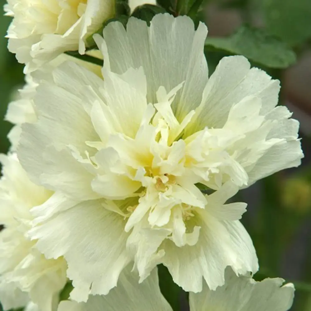 Штокроза Спринг Селебритис Лемон 1 шт. 83628535 STLM-2133231 BLOOMING LIFE 
