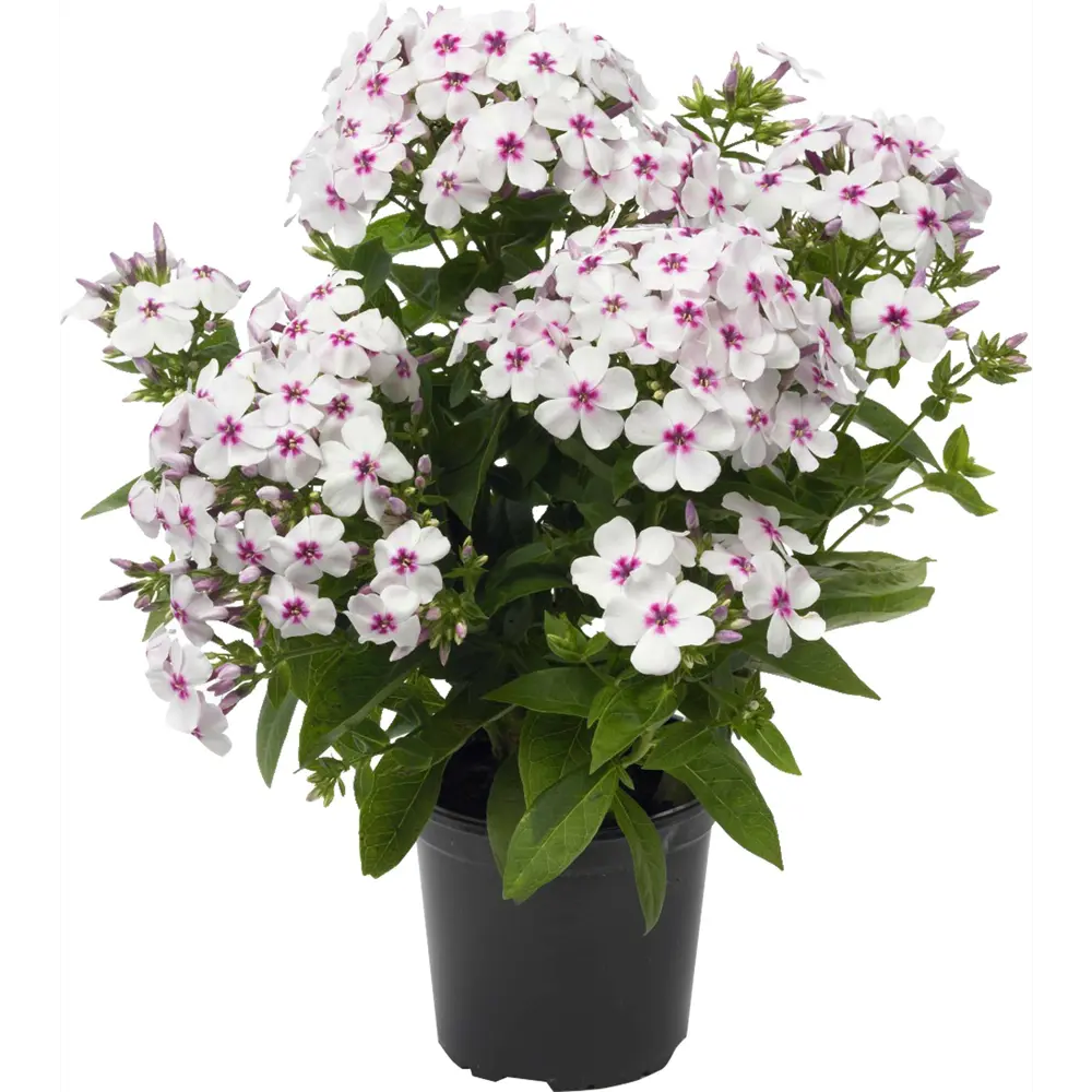 Флокс ø17 h35 см 83248269 STLM-2026984 Santreyd 