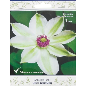 Клематис Мисс Бейтмен Поиск 18345613 STLM-2033112